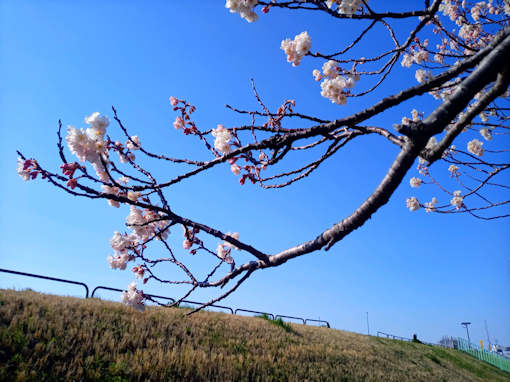 令和６年新中川で見頃のヒガンザクラ２