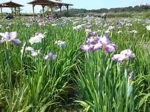a rest house and irises