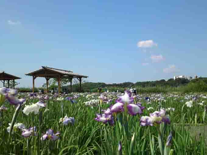 Irises blooming in Koiwa Shobuen