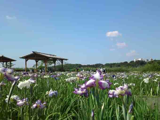 小岩菖蒲園に咲く菖蒲の花1