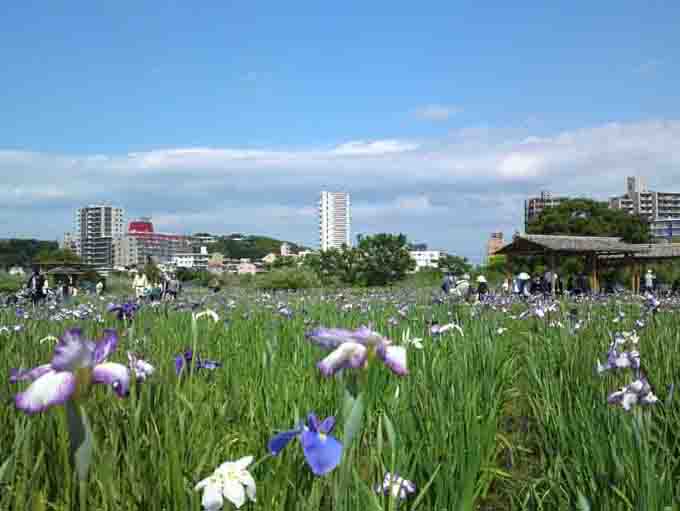 Koiwa Iris Garden in Edogawa