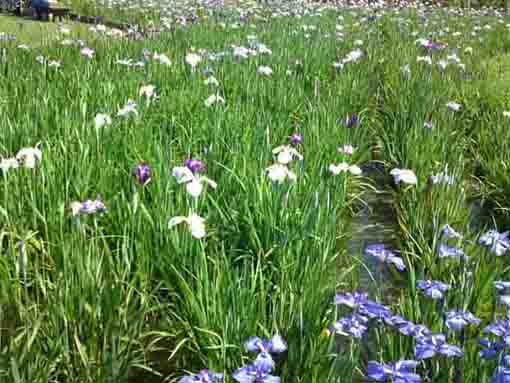 coloful irises in Koiwa Iris Garden