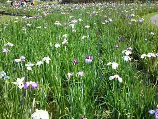 white and violet irises