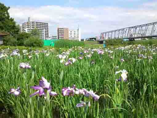 京成の鉄橋と菖蒲の花