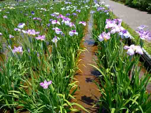 令和３年初夏花の咲く小岩菖蒲園⑧