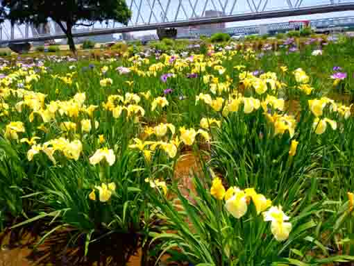 令和３年初夏花の咲く小岩菖蒲園⑦