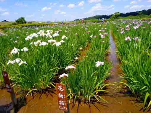 令和３年初夏花の咲く小岩菖蒲園③