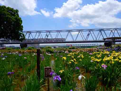 令和３年小岩菖蒲園と京成電車