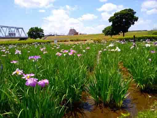 令和３年初夏花の咲く小岩菖蒲園①