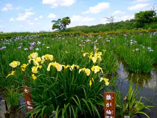 令和３年初夏花の咲く小岩菖蒲園④