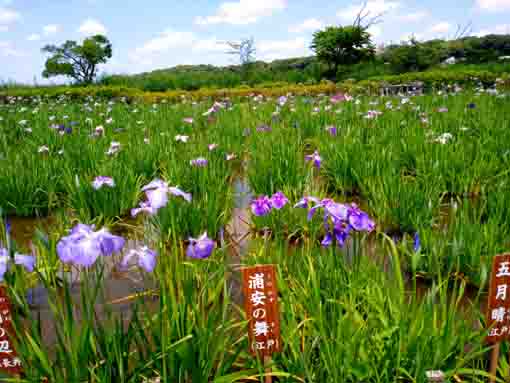 令和３年初夏花の咲く小岩菖蒲園⑤