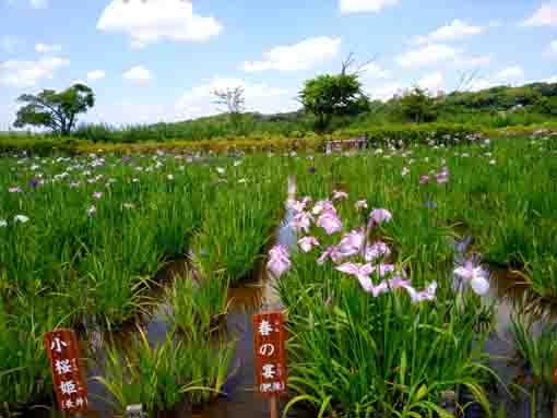 令和３年初夏花の咲く小岩菖蒲園⑥