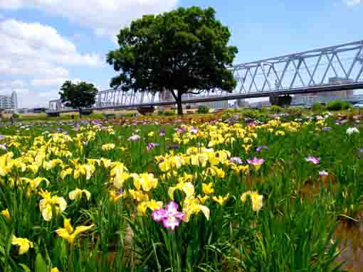 令和３年小岩菖蒲園と京成鉄橋