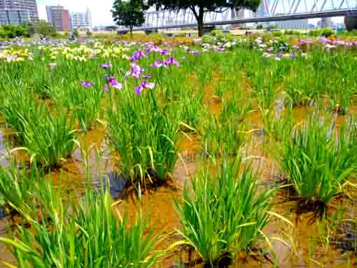 令和３年初夏花の咲く小岩菖蒲園②