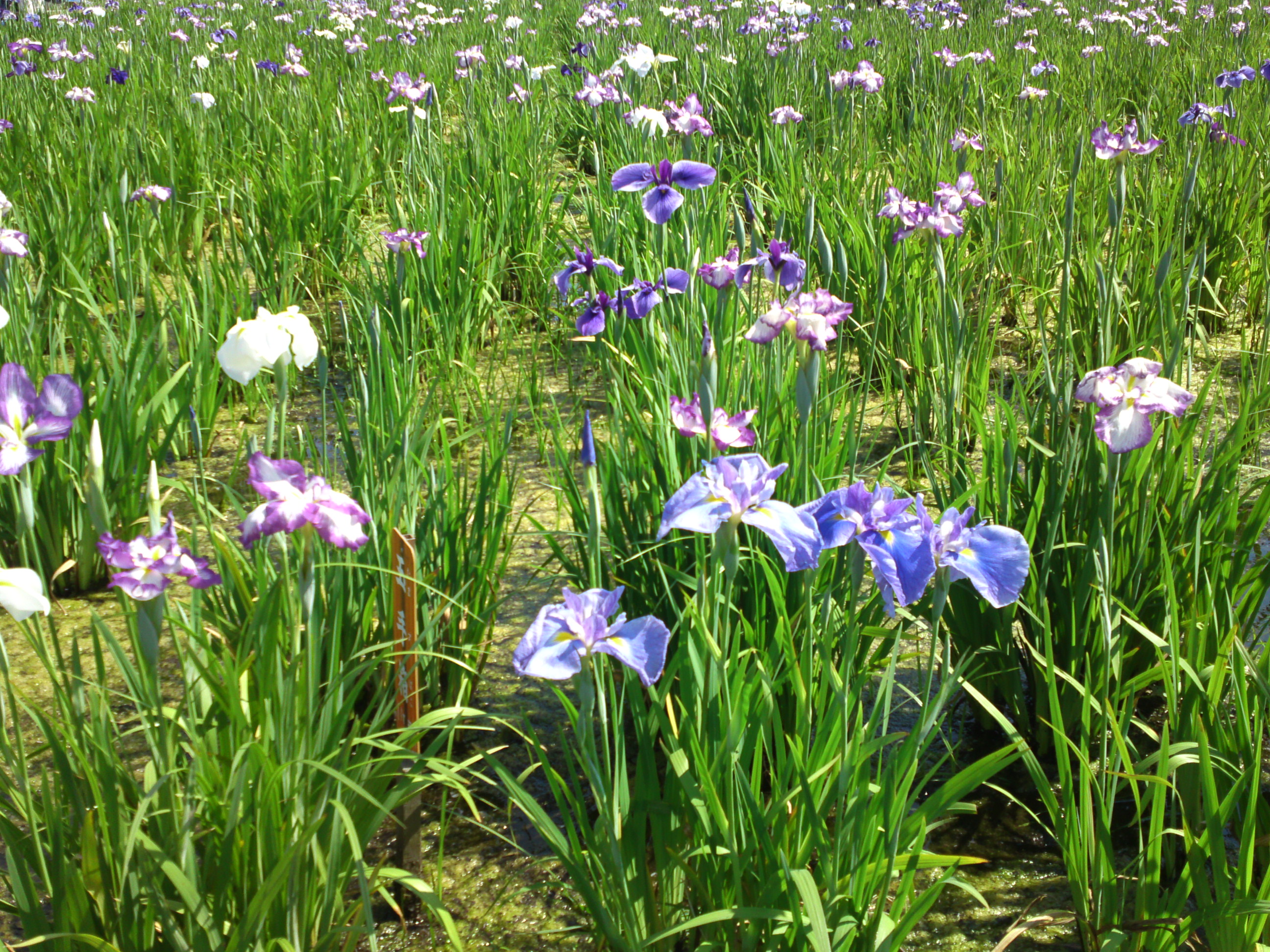 2016年初夏小岩菖蒲園に咲くアヤメの花５