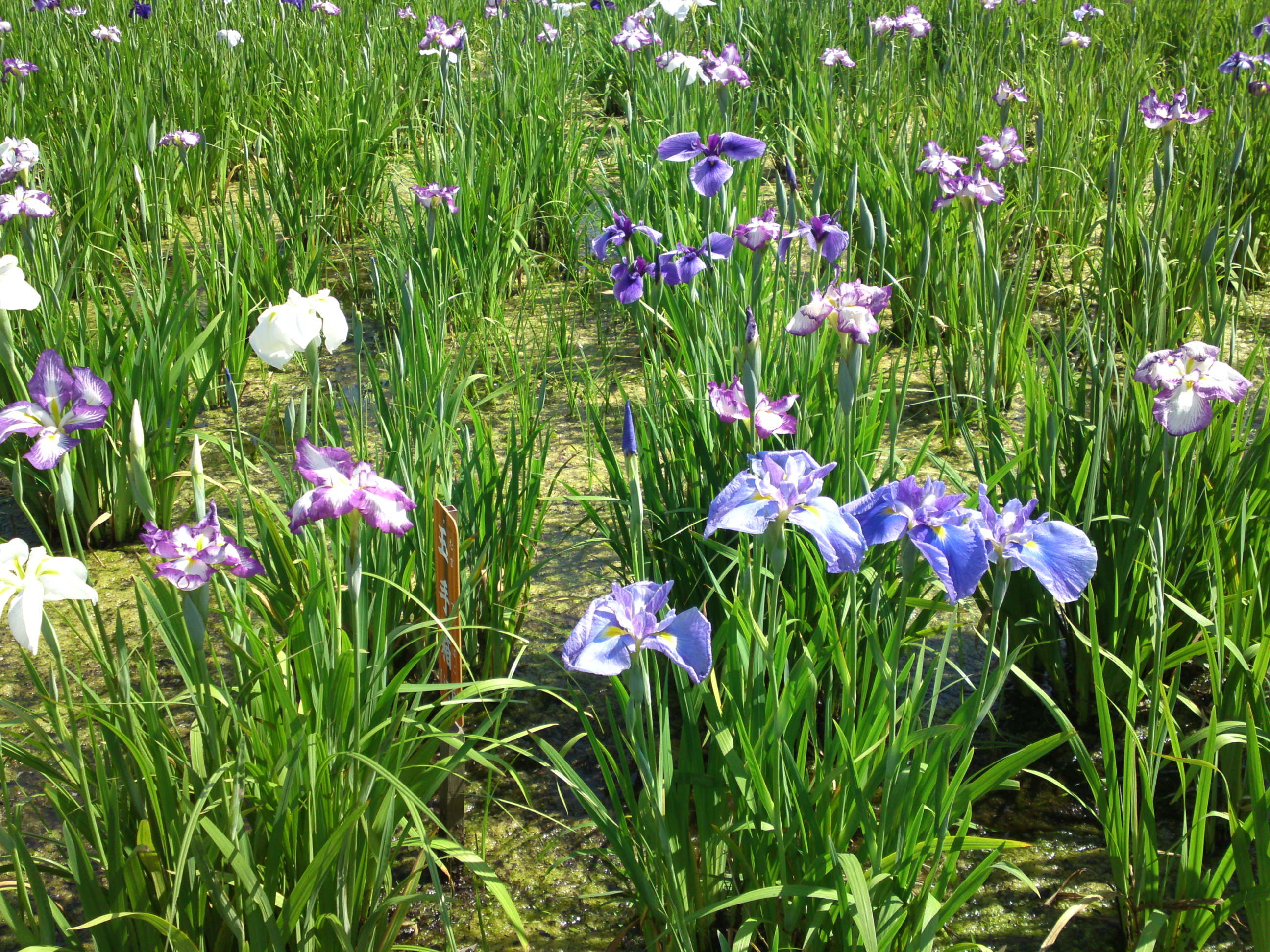 2016年初夏小岩菖蒲園に咲くアヤメの花６