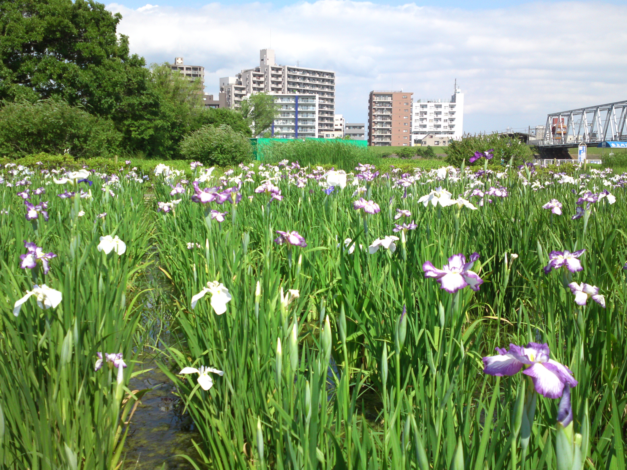 2016年初夏小岩菖蒲園に咲くアヤメの花８