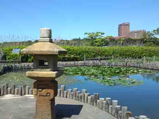 a pond in Koiwa Iris Garden