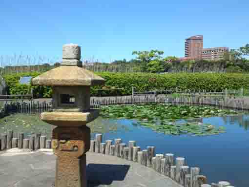 小岩菖蒲園 アヤメやアジサイの咲く江戸川の散歩道