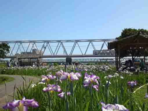 a brige and irises