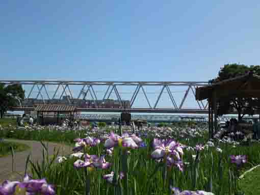 京成電車と菖蒲の花