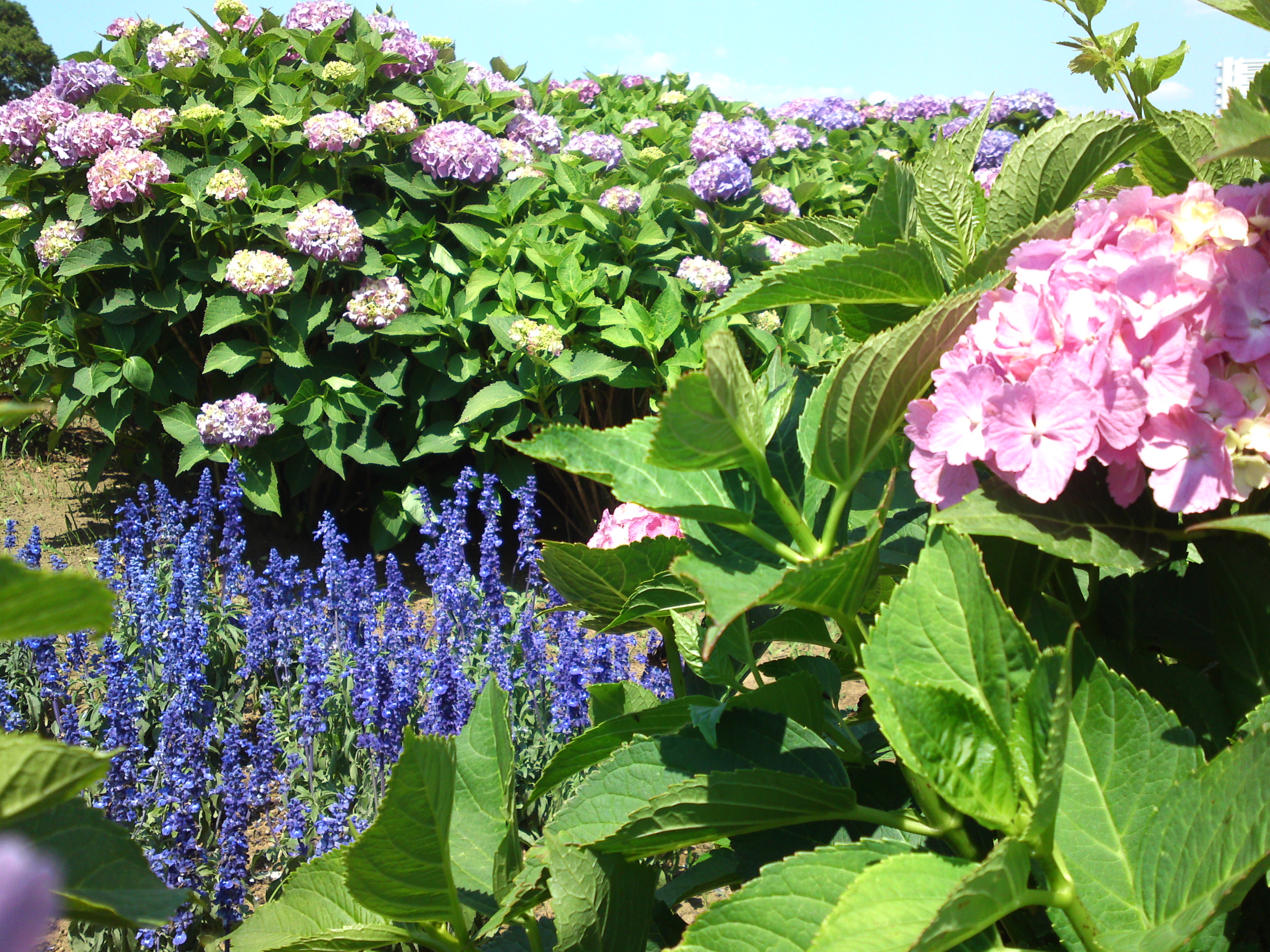 2018年初夏小岩菖蒲園に咲く紫陽花の花３