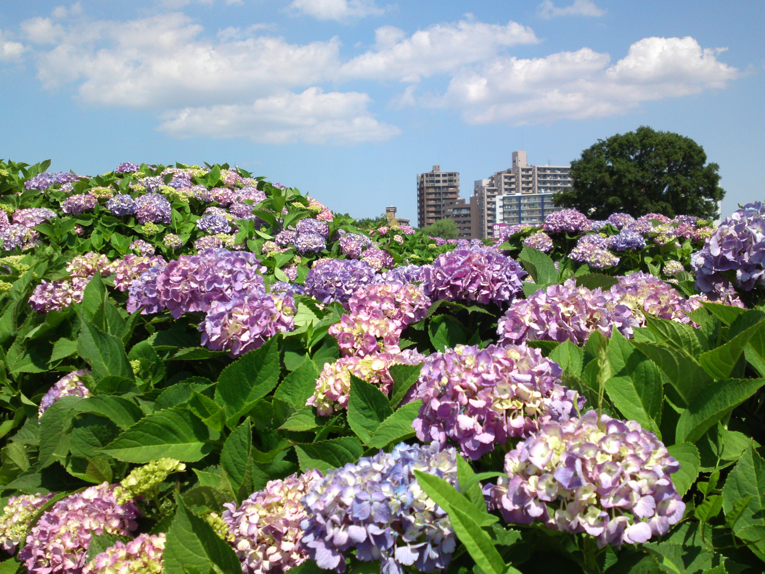 2018年初夏小岩菖蒲園に咲く紫陽花の花４