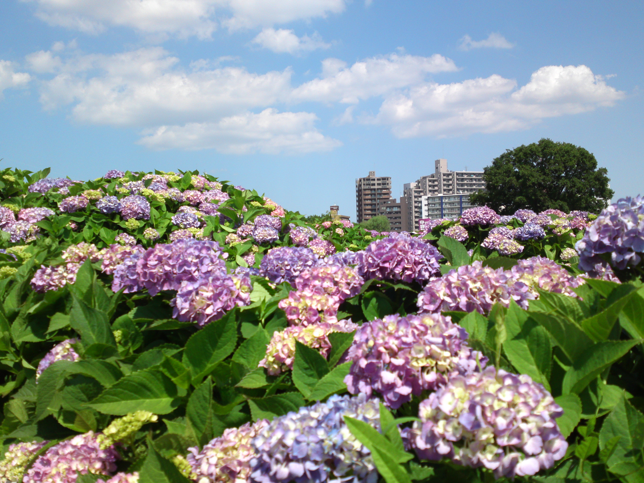 2018年初夏小岩菖蒲園に咲く紫陽花の花５