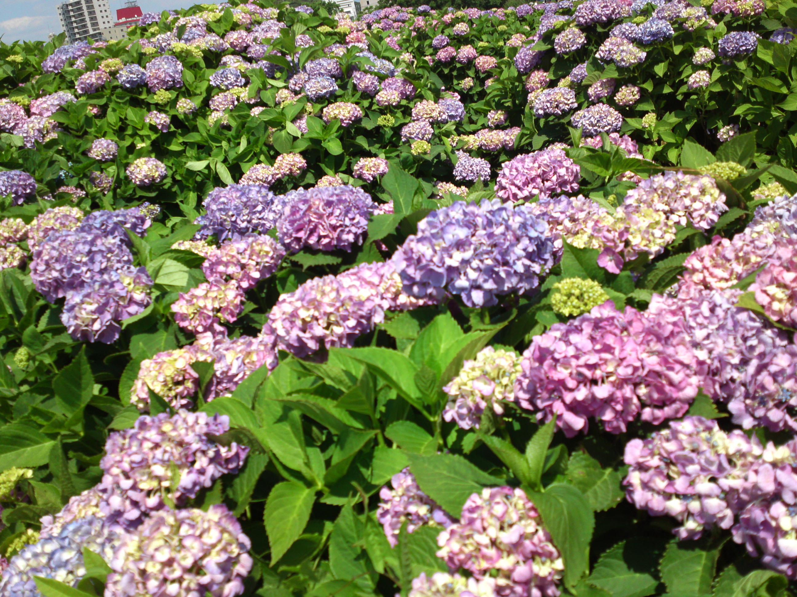 2018年初夏小岩菖蒲園に咲く紫陽花の花６