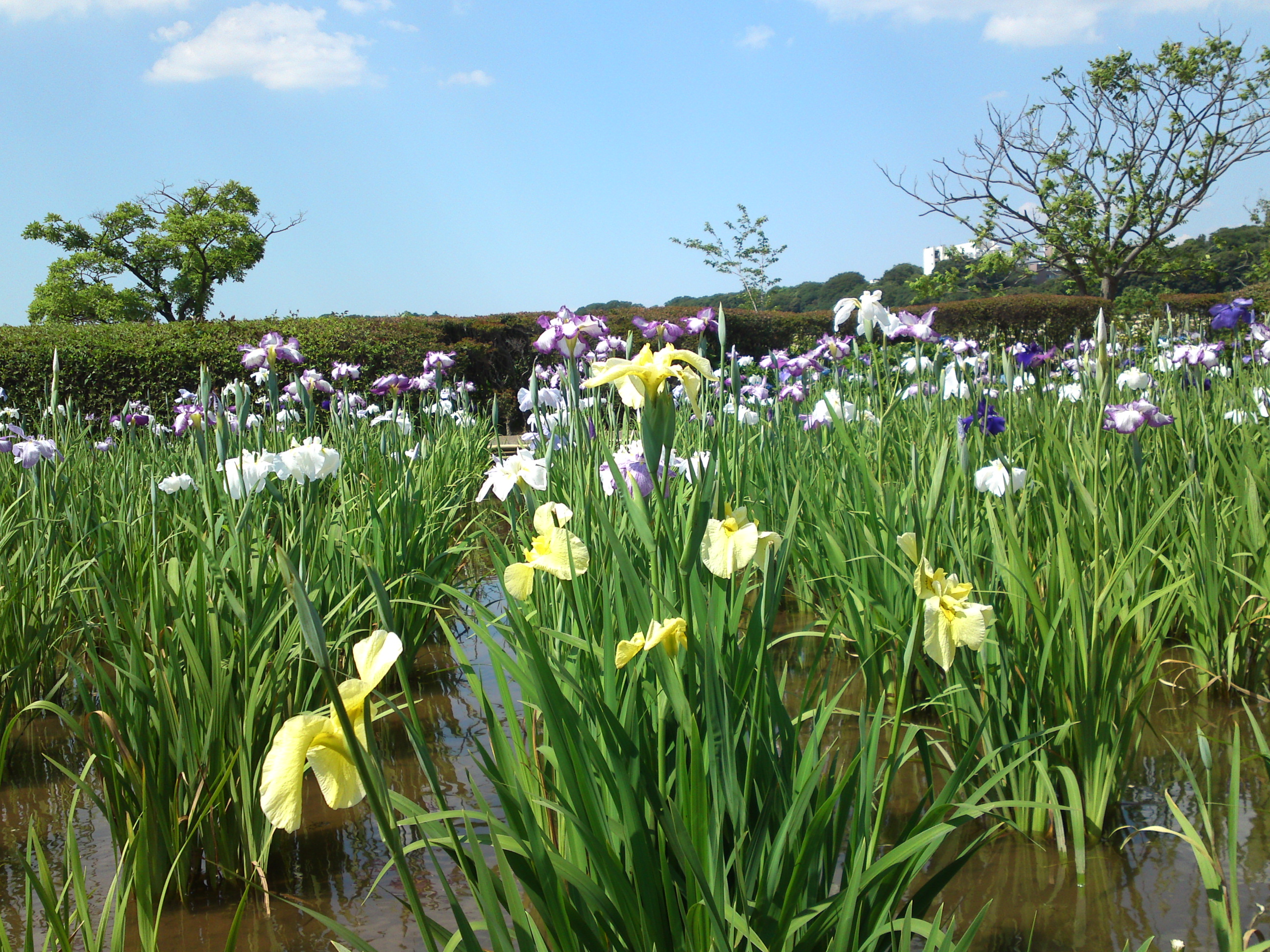 2018年初夏小岩菖蒲園に咲くアヤメの花６