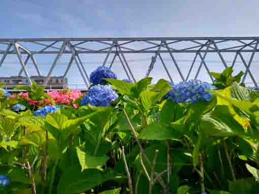 京成電車と青い紫陽花