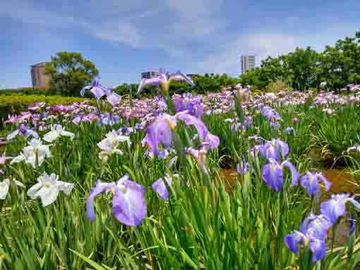 青空を彩る小岩菖蒲園のアヤメ