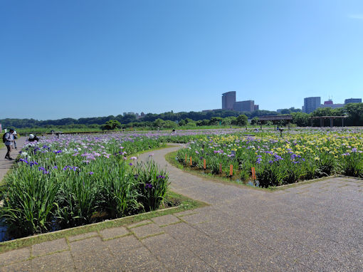 令和8年初夏小岩菖蒲園に咲く菖蒲の花1