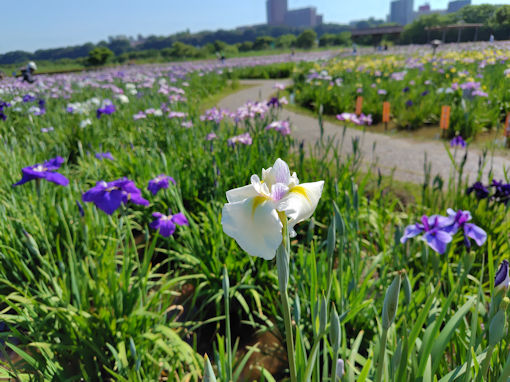 令和8年小岩菖蒲園