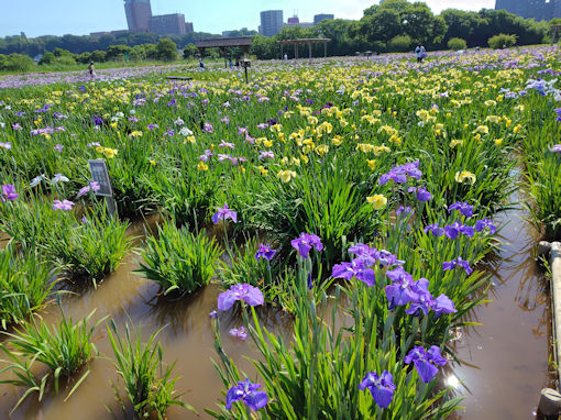 令和8年初夏小岩菖蒲園に咲く菖蒲の花3