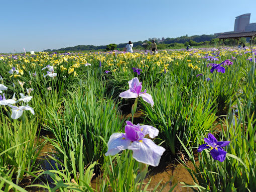 令和8年初夏小岩菖蒲園に咲く菖蒲の花5