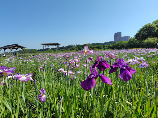 令和8年初夏小岩菖蒲園に咲く菖蒲の花7