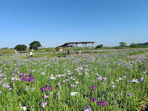 令和8年初夏小岩菖蒲園に咲く菖蒲の花9
