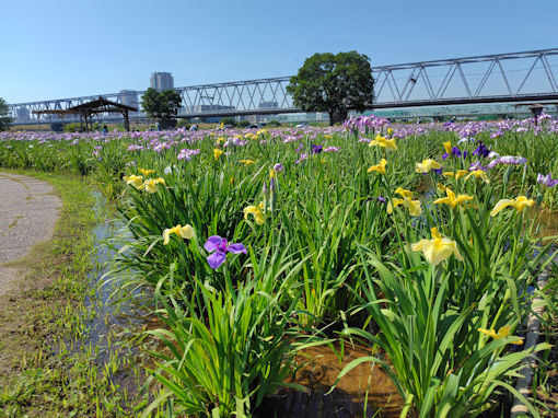 令和8年初夏小岩菖蒲園に咲く菖蒲の花11