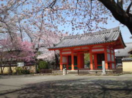 桜の花に囲まれた国分山国分寺の仁王門