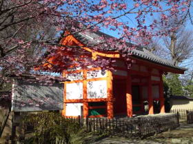 河津桜と国分山国分寺の仁王門