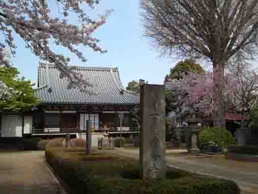 Shimousa Kokubunji Temple in spring