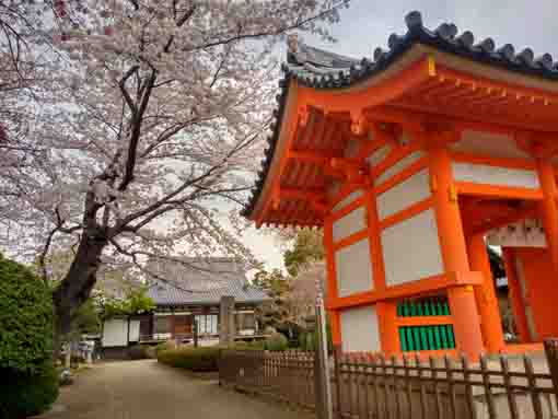 国分寺に咲く桜の花４