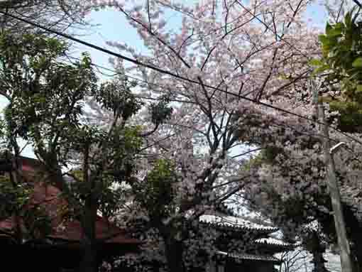 国分寺本堂脇の桜