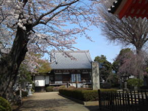 桜の花と国分山国分寺本堂