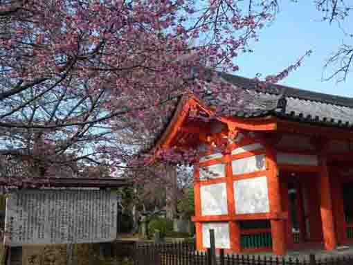 国分山国分寺の河津桜２