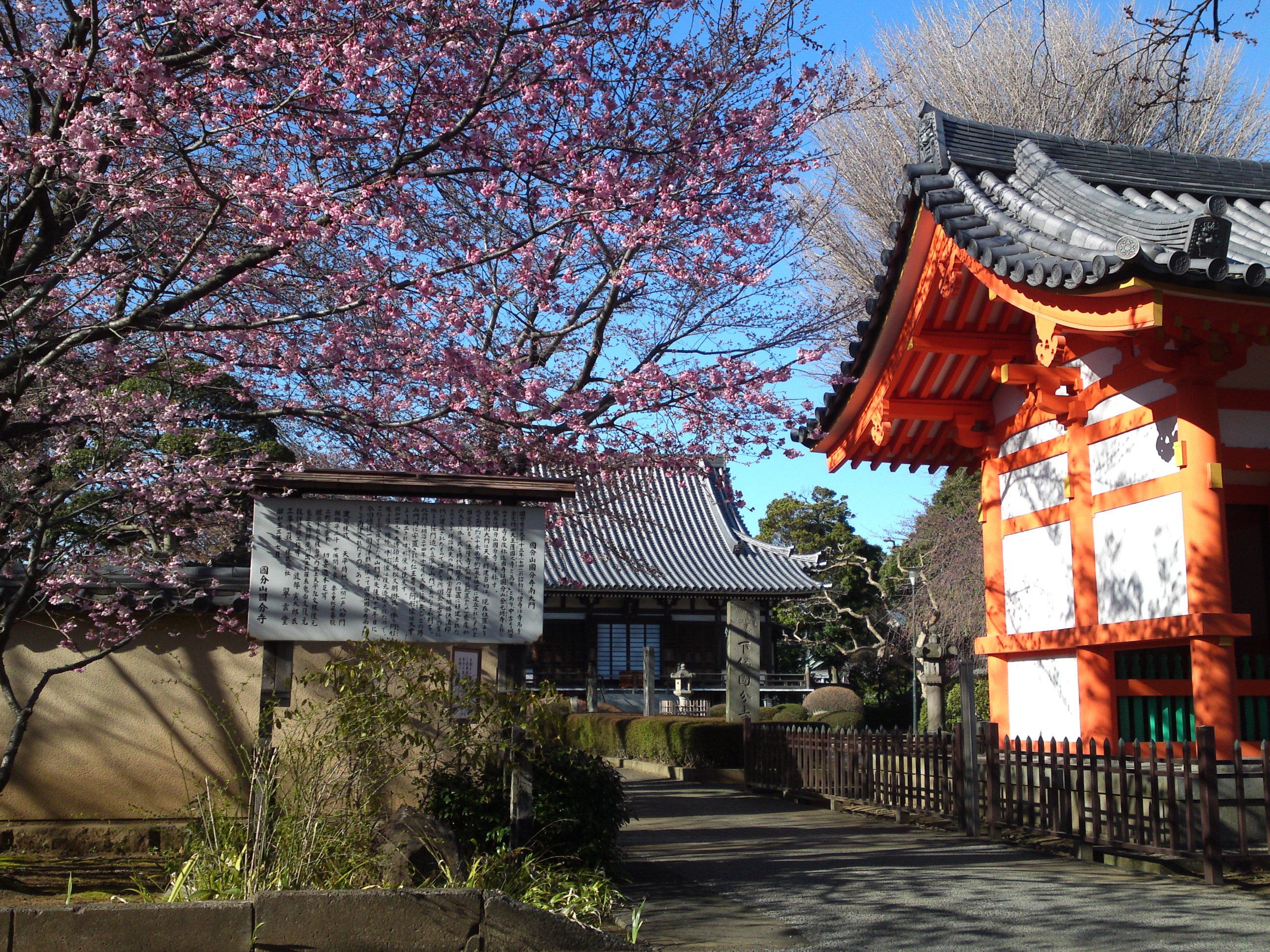 2015年国分寺に咲く河津桜の写真２