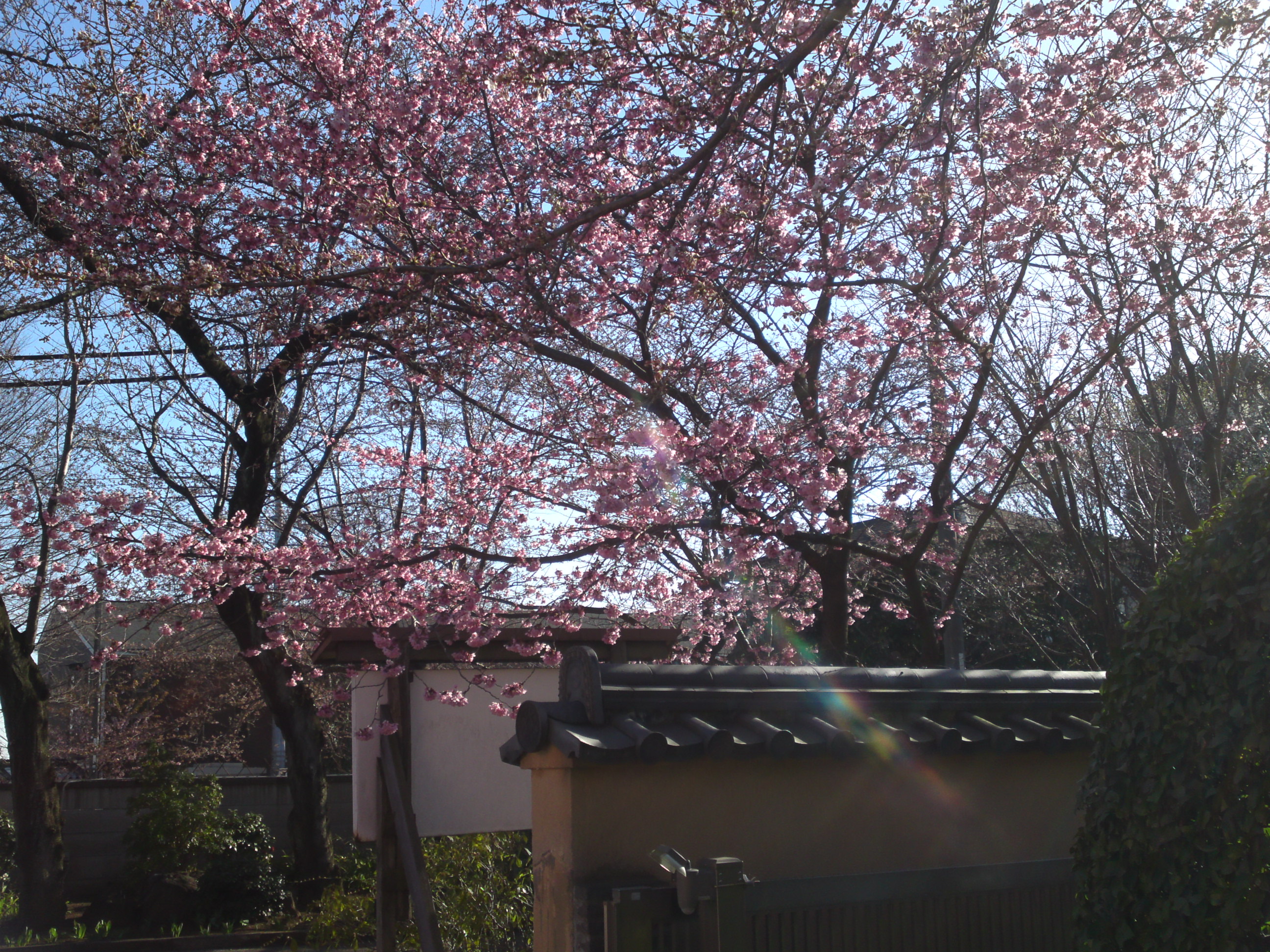2015年国分寺に咲く河津桜の写真３