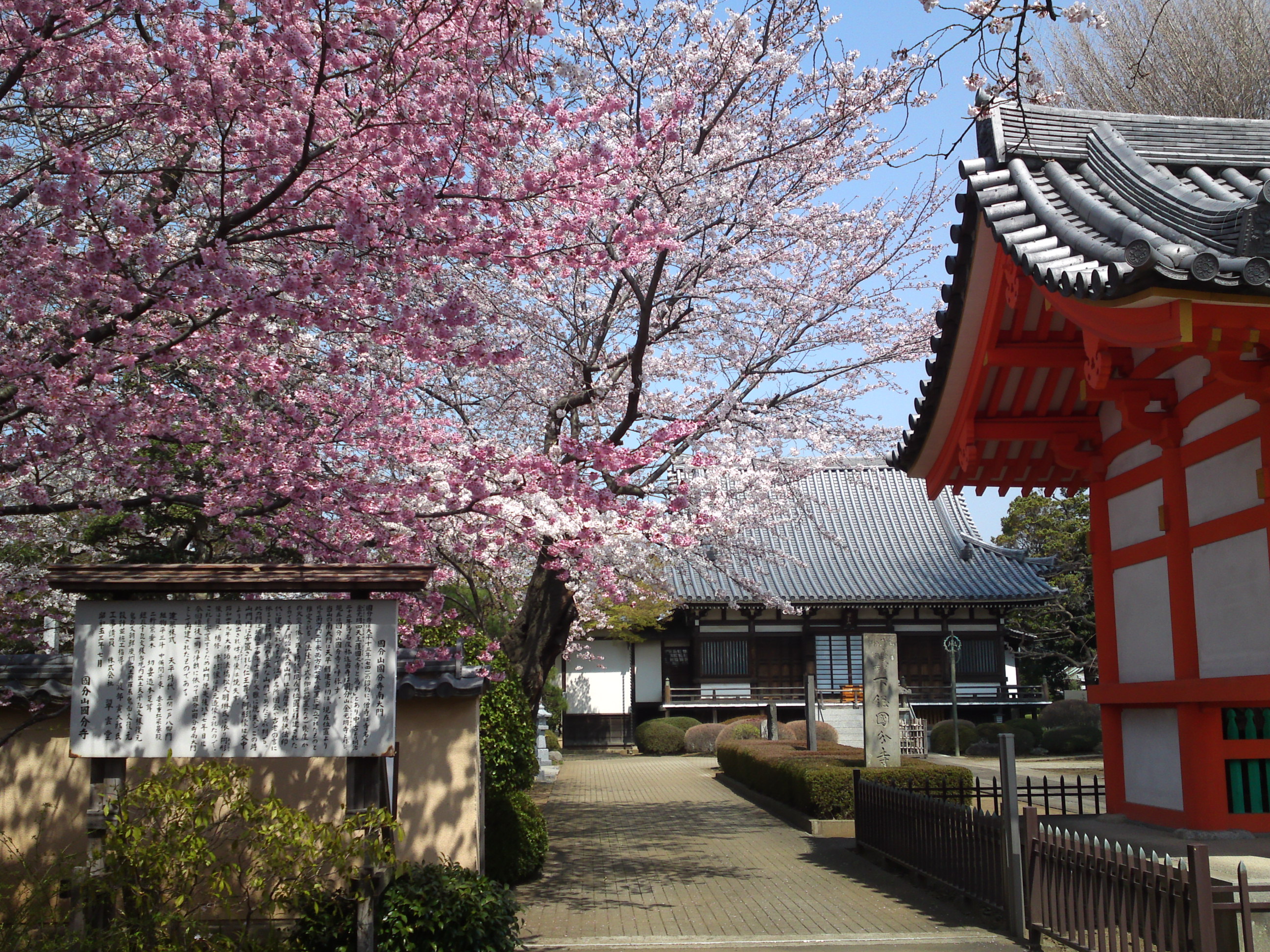 2015年下総国分寺史跡に咲く桜の写真１