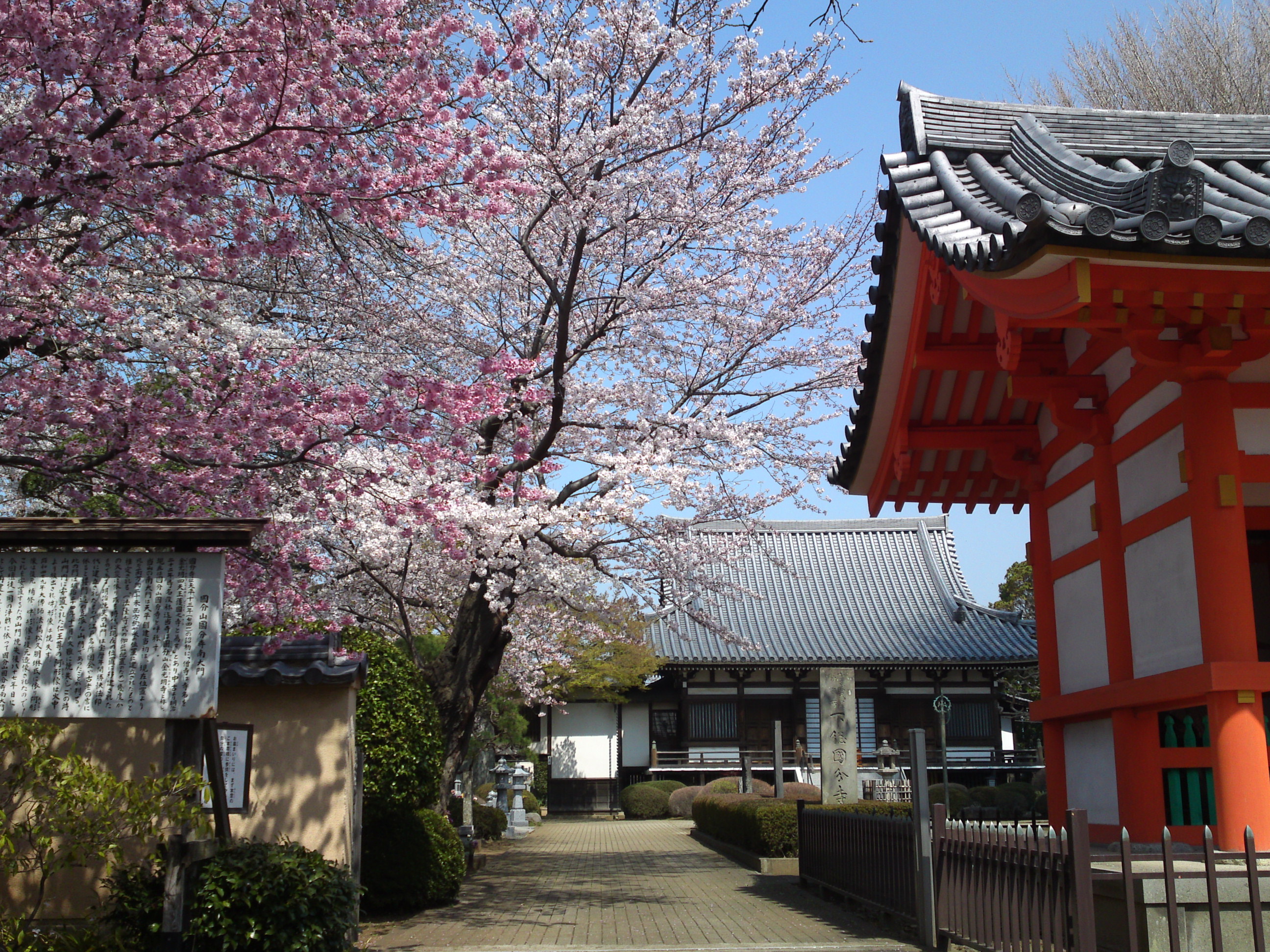 2015年下総国分寺史跡に咲く桜の写真２